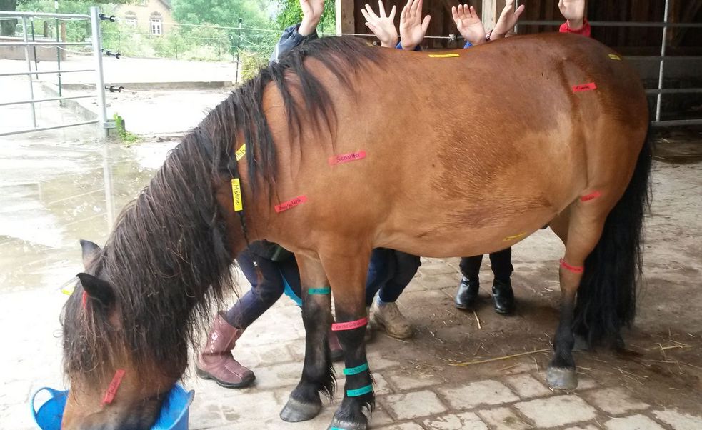 Shetlandpony mit beschrifteten Aufklebern an den Pony-Körperstellen