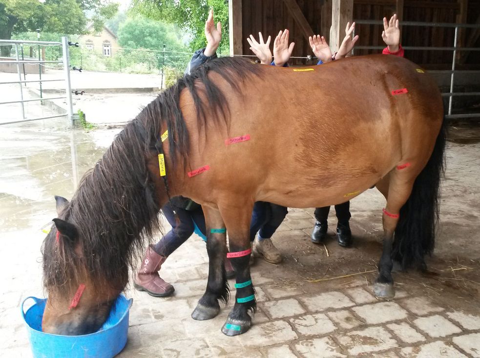 Shetlandpony mit beschrifteten Aufklebern an den Pony-Körperstellen