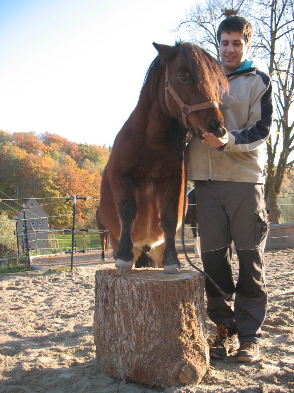 Shetlandpony steht auf dem Podest auf unserem Reitplatz