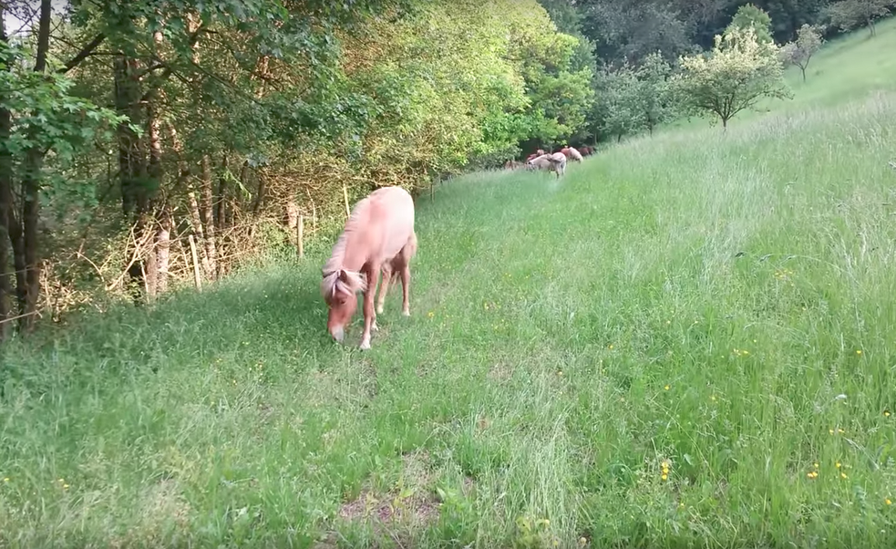 Islandpferd im Vordergrund, mehrere Islandpferde im Hintergrund auf der Weide