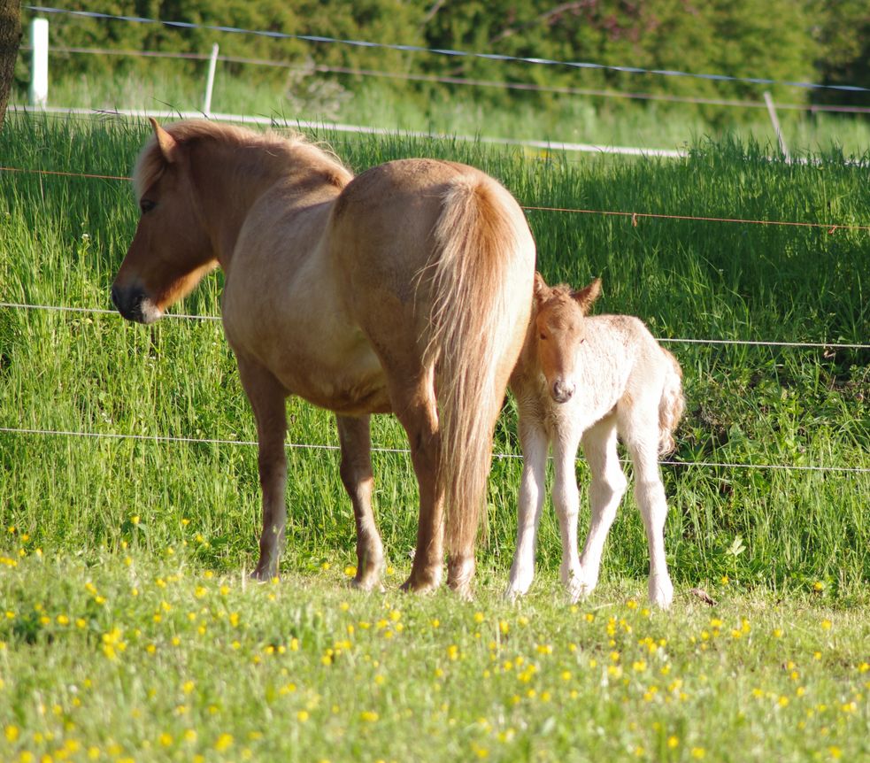 Islandpony-Fohlen steht neben seiner Mutter