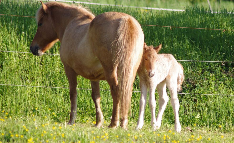 Islandpony-Fohlen steht neben seiner Mutter