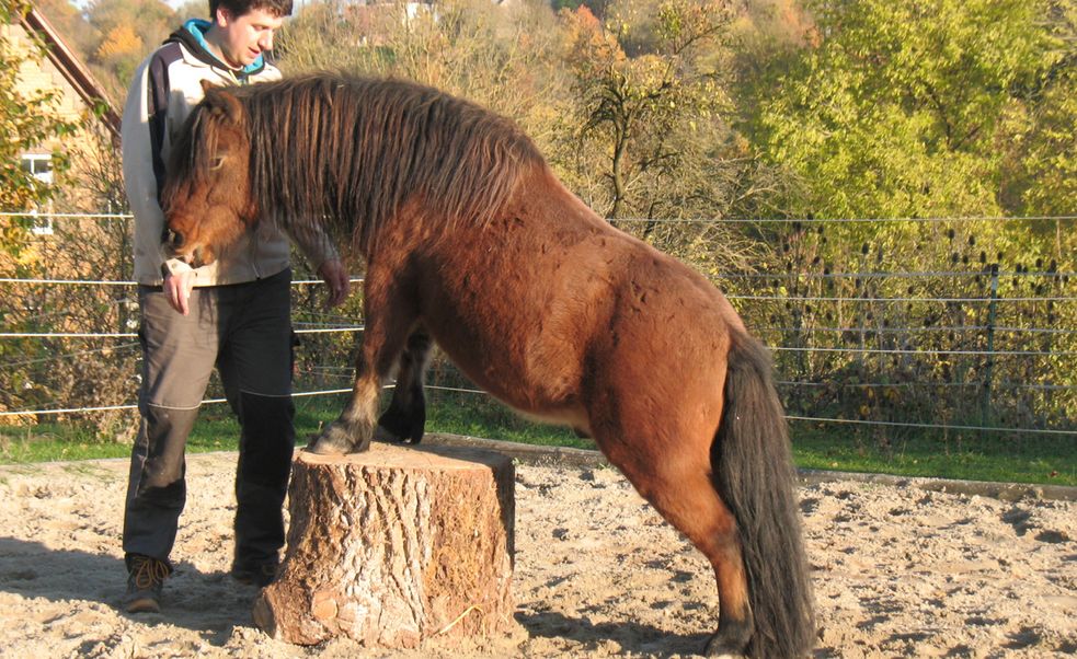 Shetlandpony steht frei ohne Halfter auf dem Podest auf unserem Reitplatz