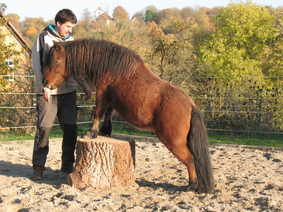 Shetlandpony steht frei ohne Halfter auf dem Podest auf unserem Reitplatz