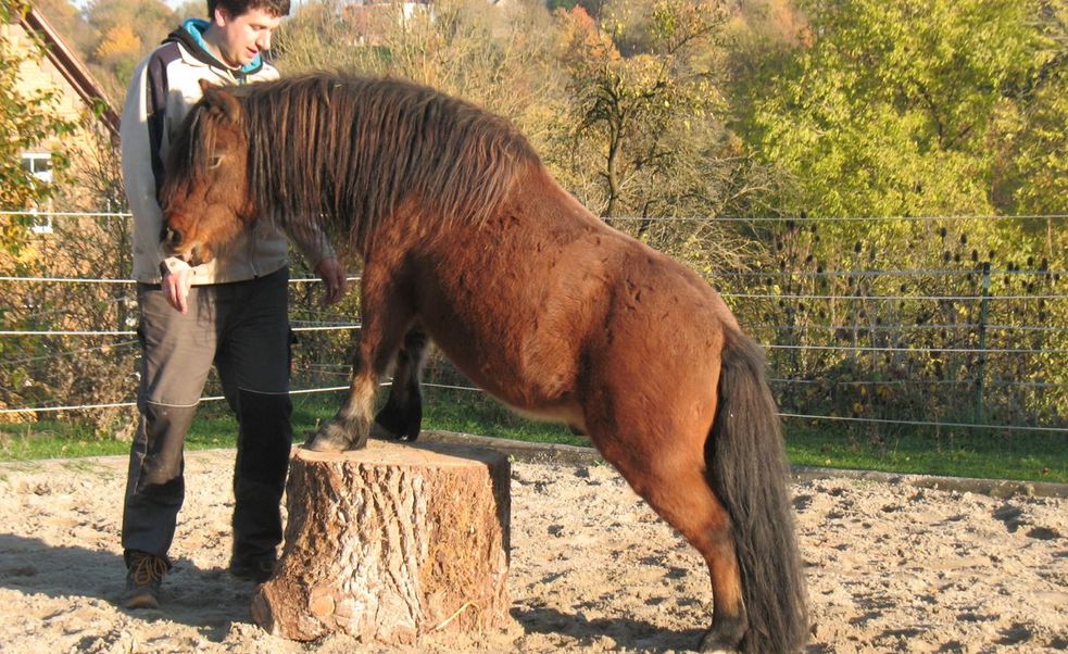 Shetlandpony steht frei ohne Halfter auf dem Podest auf unserem Reitplatz