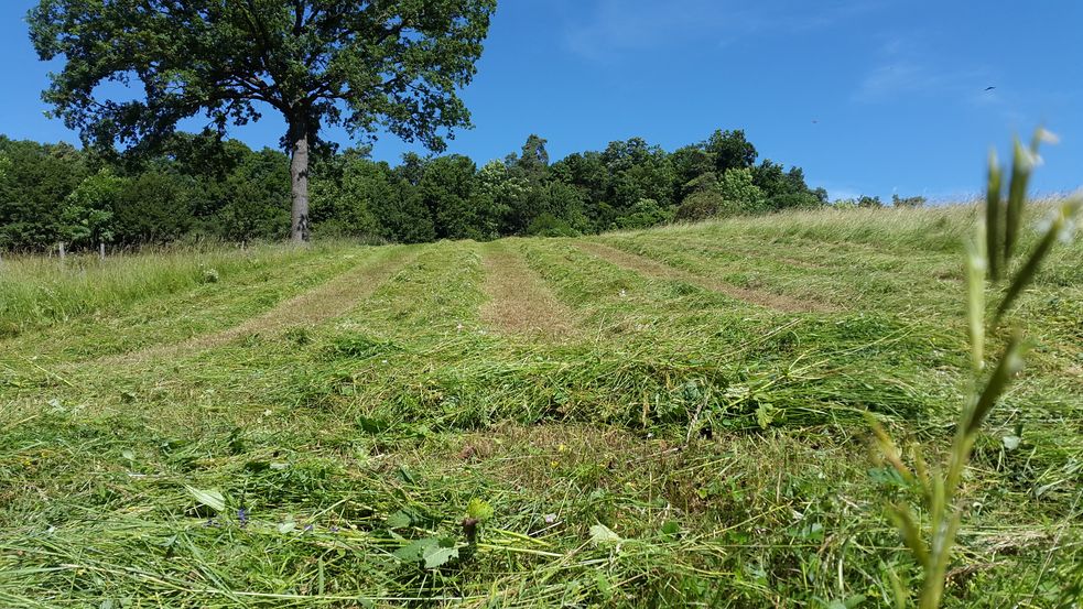 Frisch gemähtes Gras für die Heuernte