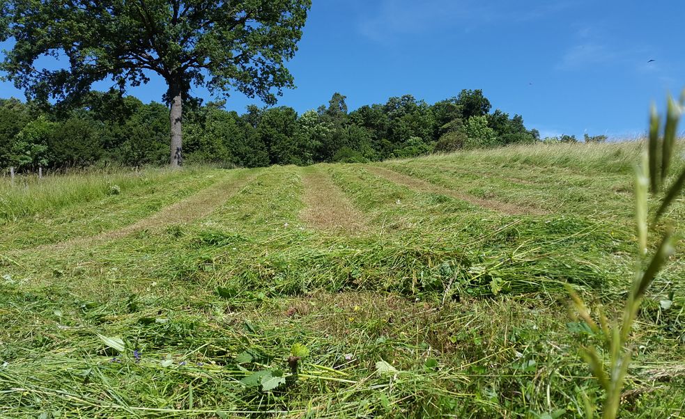 Frisch gemähtes Gras für die Heuernte