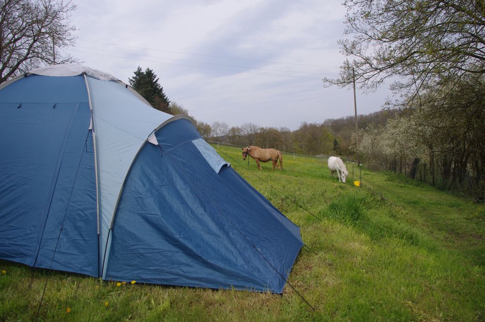 Zelt an der Islandpferde-Weide