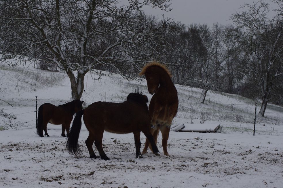 Islandpferde spielen auf dem verschneiten Reitplatz. Im Hintergrund ist ein Shetty zu sehen.