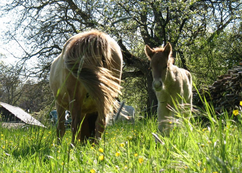 Islandpferde-Fohlen neben seiner Mutter