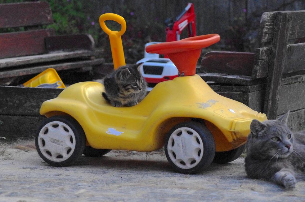 Ein wenige Wochen altes Katzenbaby liegt auf einem Boby-Car. Davor am Bildrand ist der Kopf und der Oberkörper eines liegende Katers zu sehen.