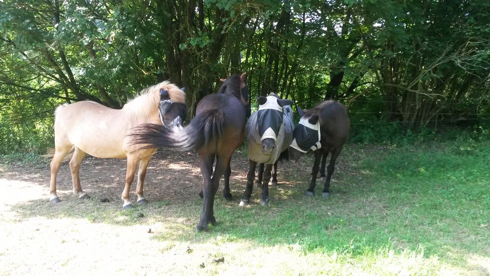 Islandpferde stehen eng beieinander auf der Weide im Schatten