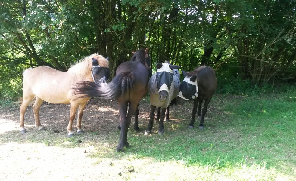 Islandpferde stehen eng beieinander auf der Weide im Schatten