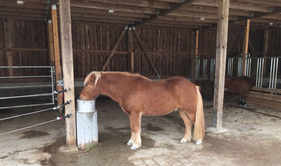 Islandpony trinkt Wasser aus Tränke im Offenstall