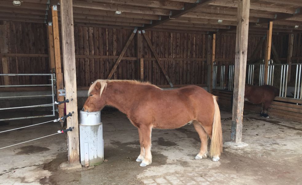 Islandpony trinkt Wasser aus Tränke im Offenstall