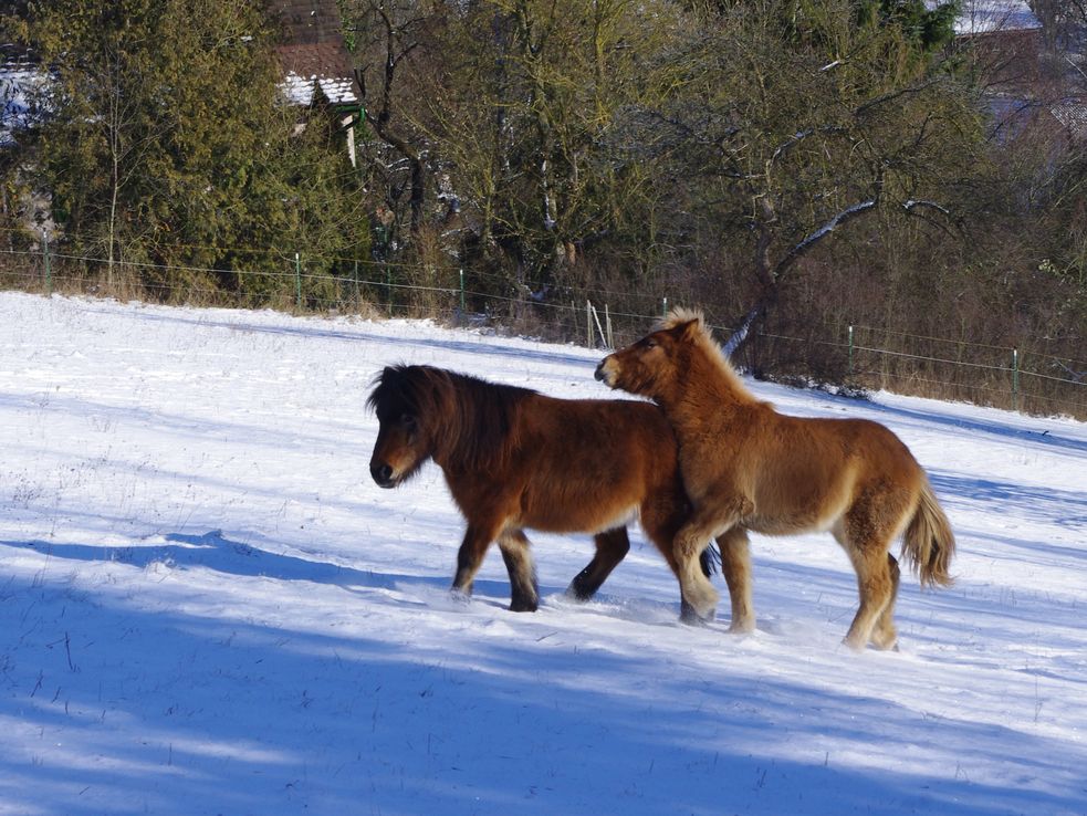 Islandpony-Fohlen und Shetlandpony spielen im Schnee