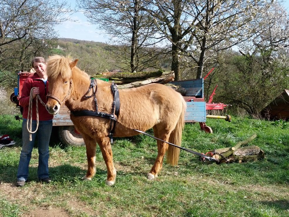 Islandpferd mit Zuggeschirr