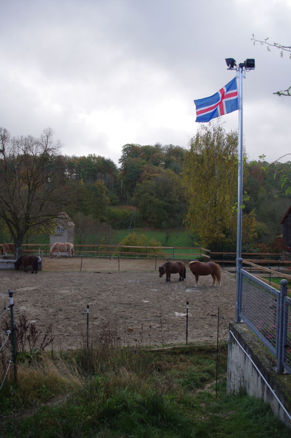Flutlichlicht-Mast mit Island-Flagge, im Hintergrund Ponys auf dem Auslauf