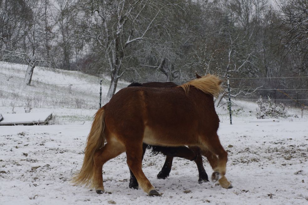 Islandpferde spielen auf dem verschneiten Reitplatz.