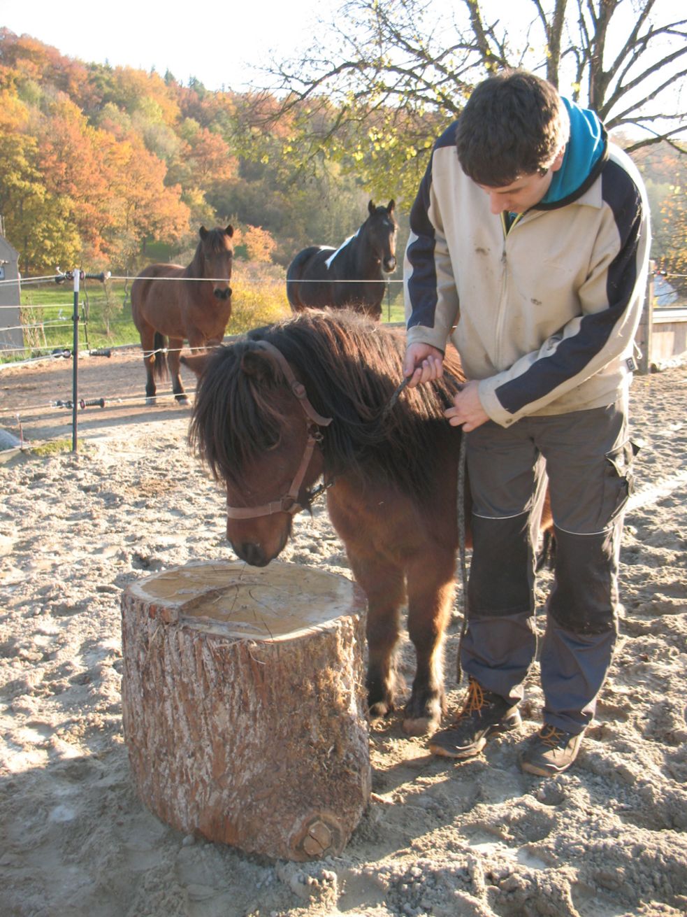 Shetlandpony steht auf dem Reitplatz vor dem Podest