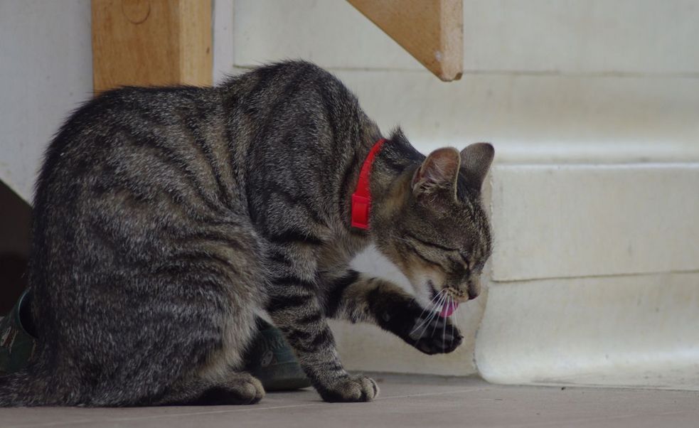 Kater Timmy putzt sich