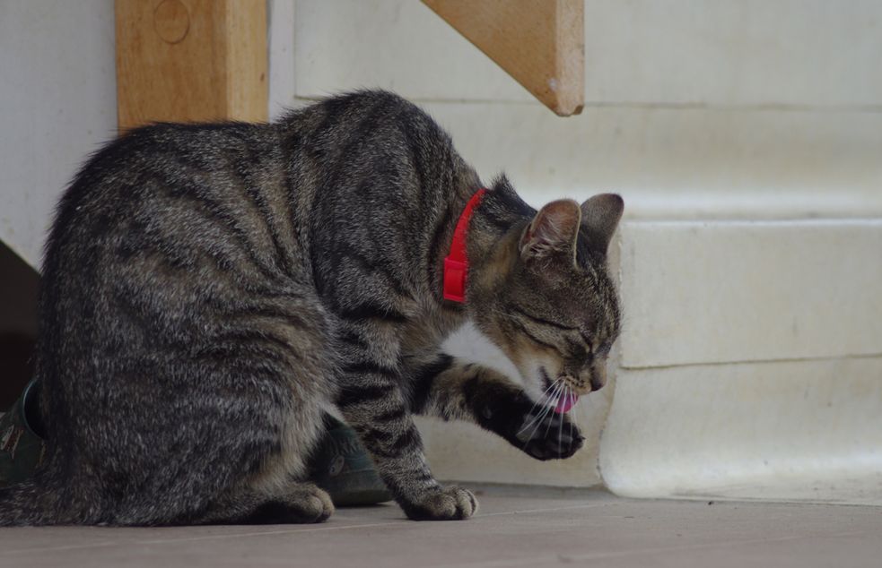 Kater Timmy putzt sich