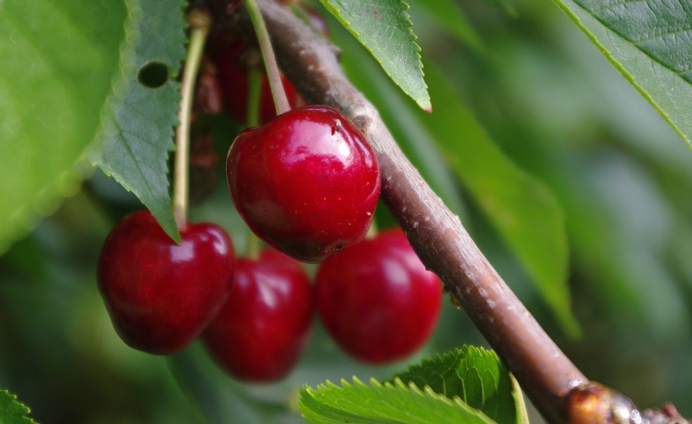 reife rote Kirschen am Baum