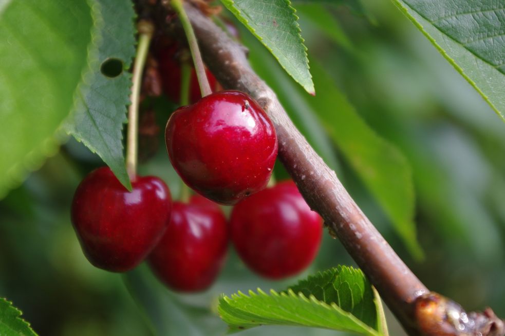 reife rote Kirschen am Baum