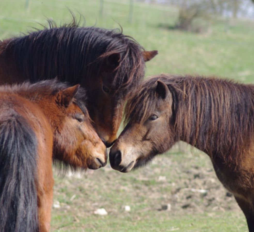 Shettys und Islandponies in gemeinsamer Herde