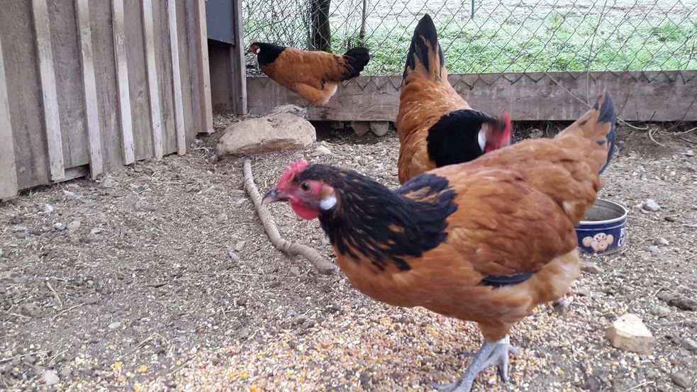 Hühner vor dem Hühnerstall