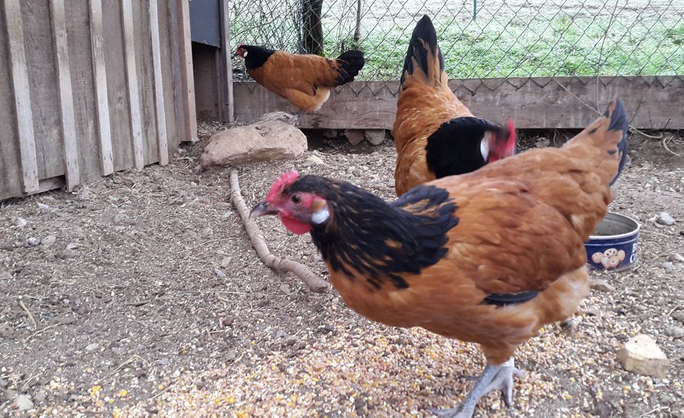 Hühner vor dem Hühnerstall