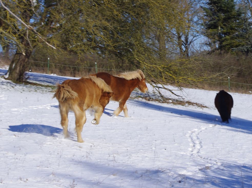 Islandpferde toben durch den Schnee