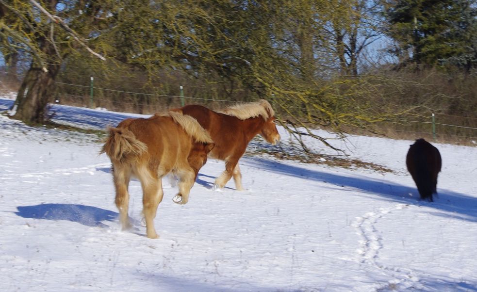 Islandpferde toben durch den Schnee