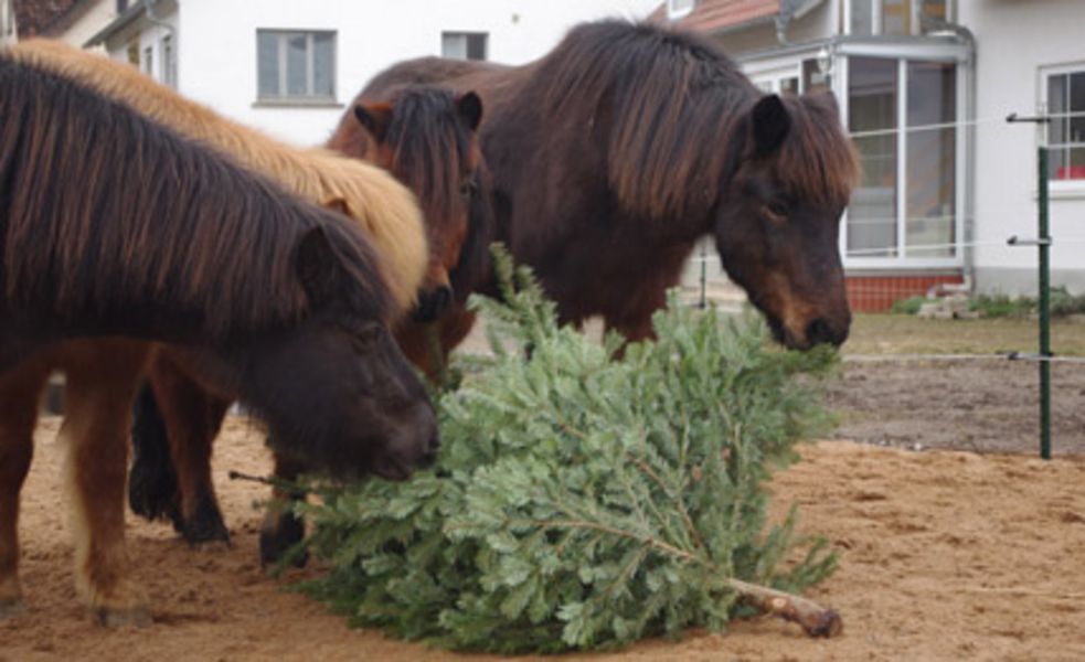 Islandpferde beim fressen