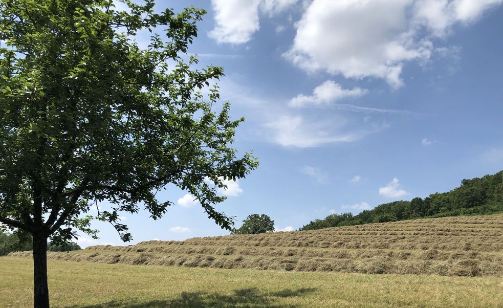 Heuschwaden unter blauem Himmel mit wenigen Wolken. Vorne am Rand ein Baum.