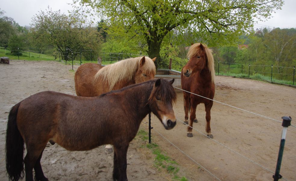 Islandperd und Shetlandpony stehen am Zaun dem neuen Island-Wallach gegenüber