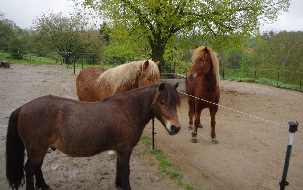 Islandperd und Shetlandpony stehen am Zaun dem neuen Island-Wallach gegenüber