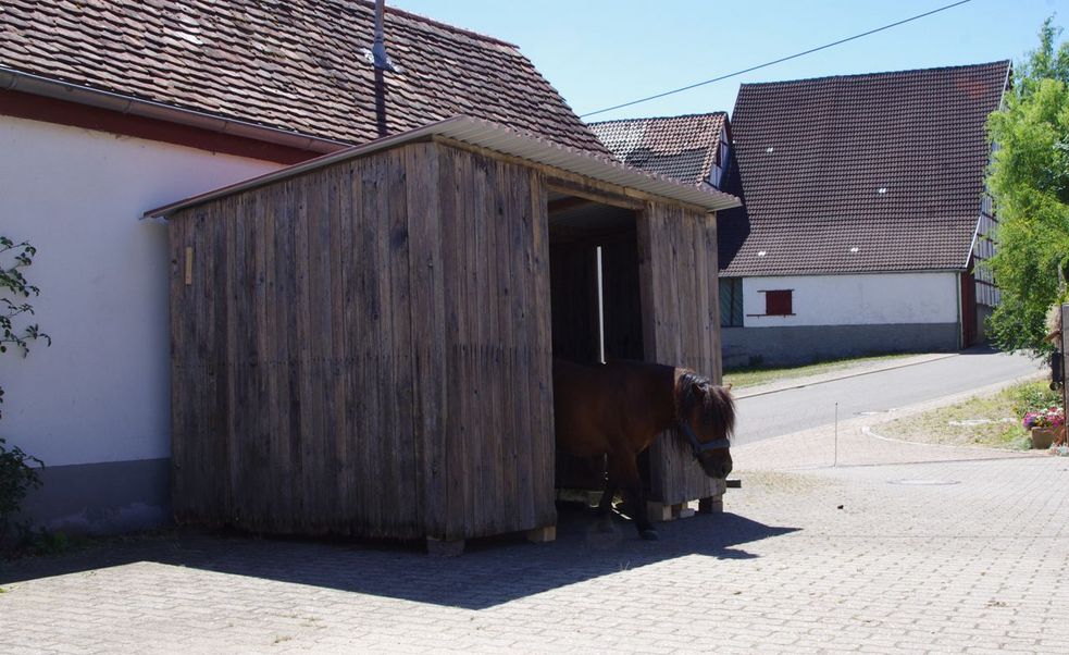 Shetlandpony Chicco in der Hütte