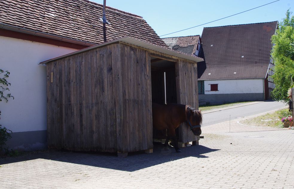 Shetlandpony Chicco in der Hütte