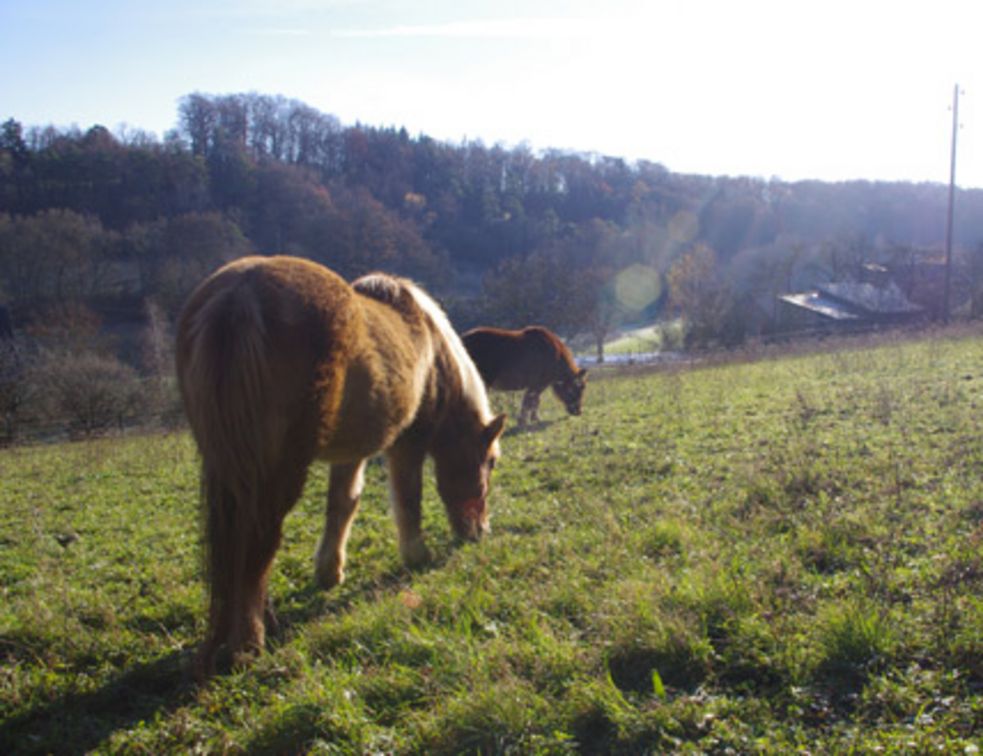 Islandperde und Shetlandponys gemeinsam auf der Weide