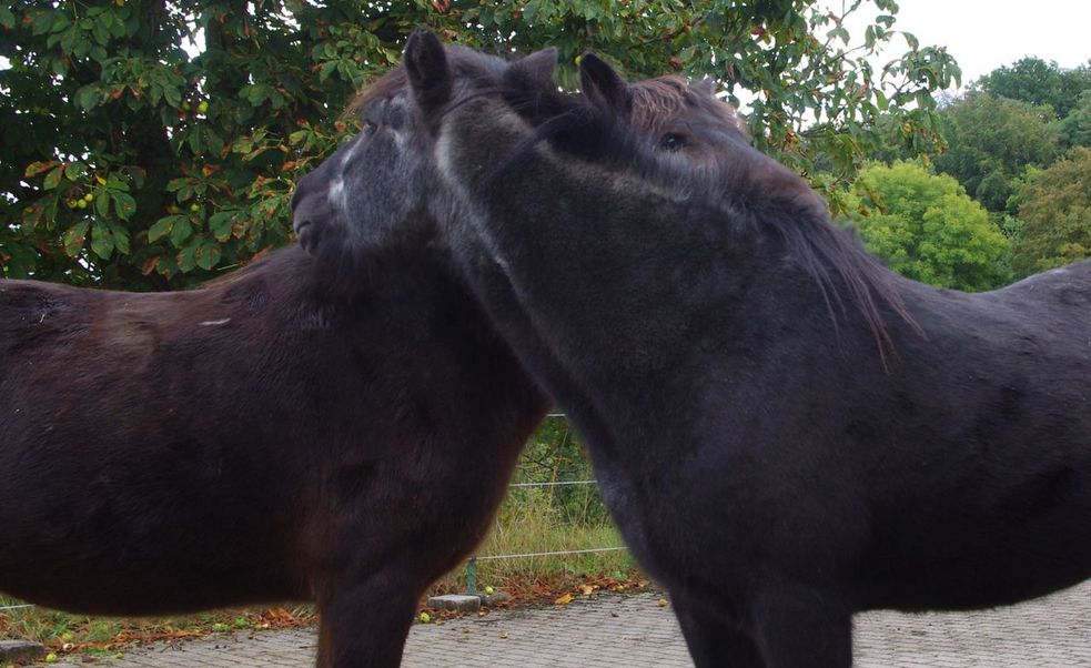 Zwei Islandpferde kraulen sich das Fell