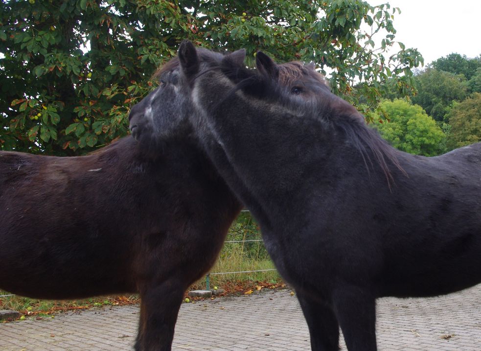 Zwei Islandpferde kraulen sich das Fell