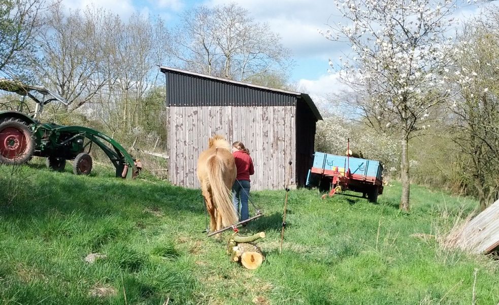 Islandpferd zieht einen Holzstamm, Foto von hinten