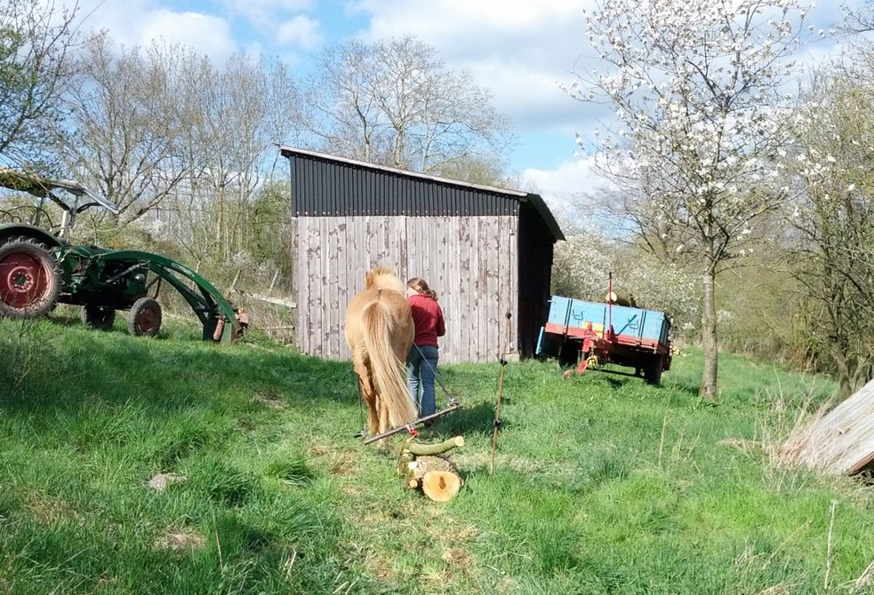 Islandpferd zieht einen Holzstamm, Foto von hinten