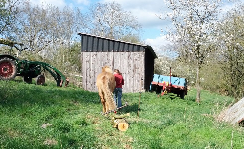 Islandpferd zieht einen Holzstamm, Foto von hinten