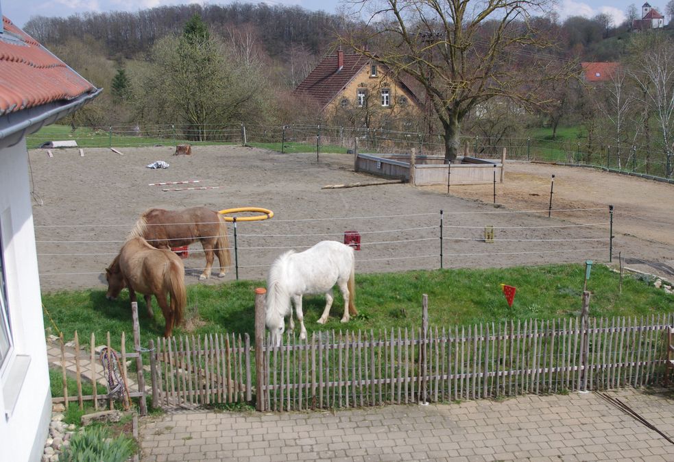 Islandpferde auf grünem Rasen hinter einem Gartenzaun. Direkt dahinter der Reitplatz.