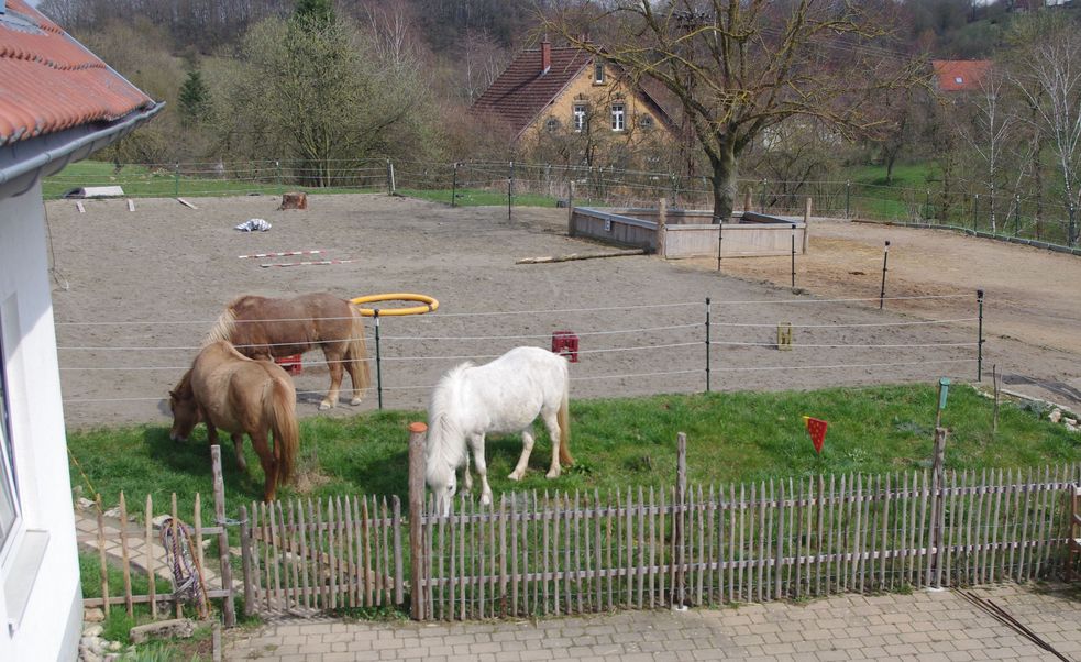 Islandpferde auf grünem Rasen hinter einem Gartenzaun. Direkt dahinter der Reitplatz.