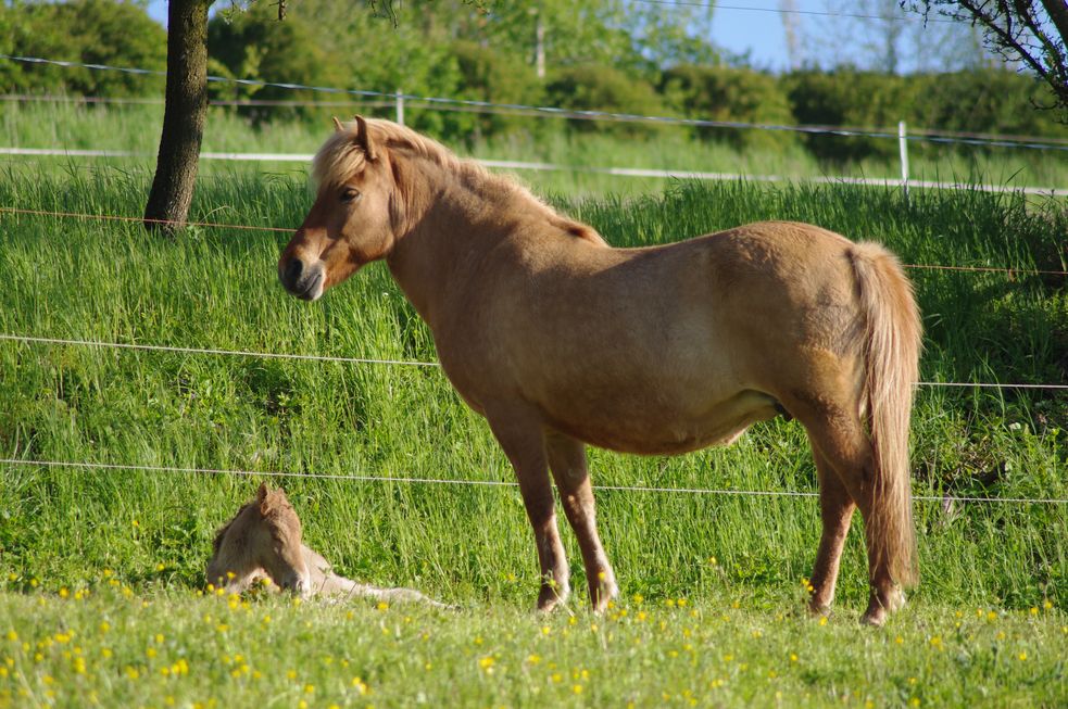 Islandpony-Fohlen liegt neben seiner Mutter