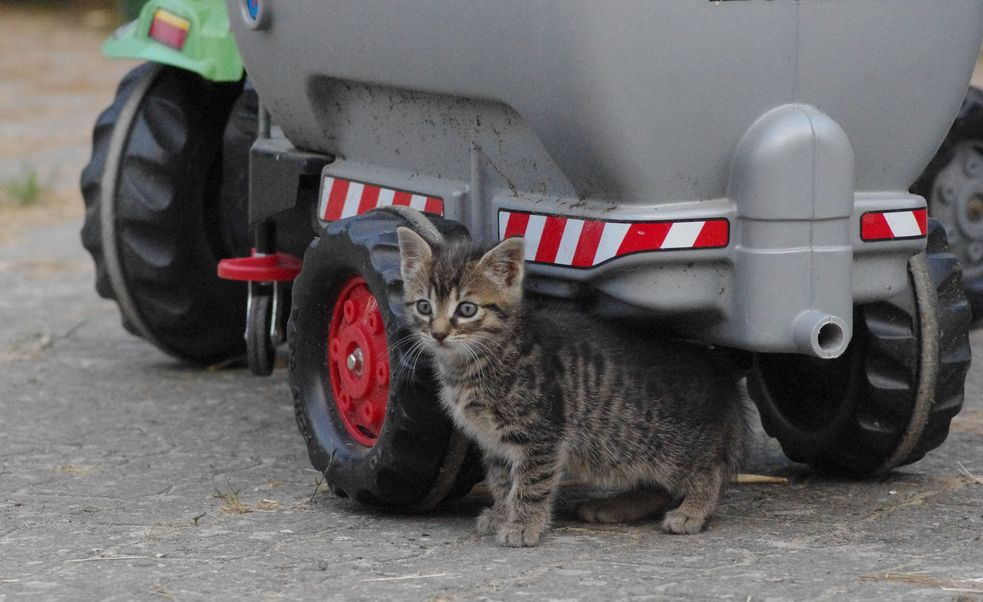 Ein wenige Wochen altes Katzenbaby schaut unter den Güllefass eines Kinder-Tret-Traktors hervor