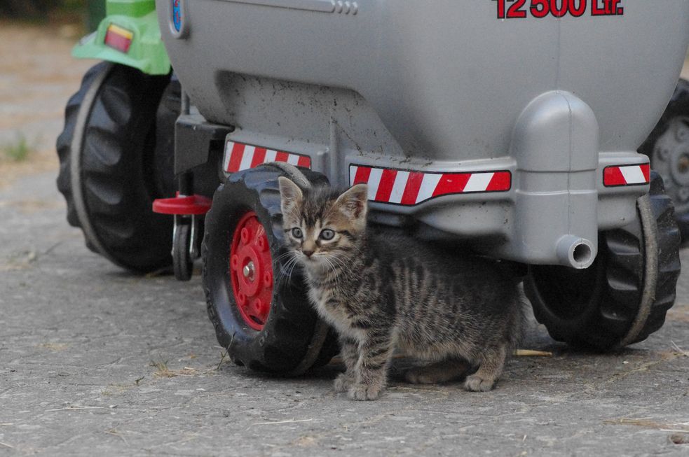 Ein wenige Wochen altes Katzenbaby schaut unter den Güllefass eines Kinder-Tret-Traktors hervor